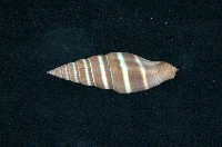 藏品(丁蠣)的圖片